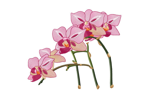 Beautiful Branch of Pink Orchid